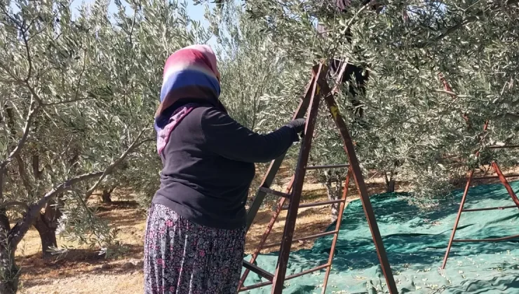 Sabahın erken saatlerinde dallardan toplanıyor. Şifa deposu besinin kilosu 30 liradan başlıyor