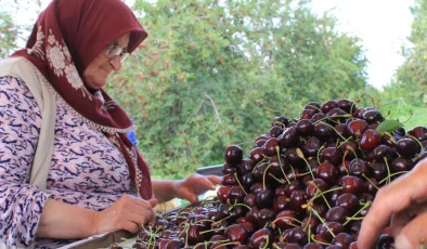 Kokteyl ve pasta yapımında kullanılıyor: Afyonkarahisar’dan dünyaya satılıyor