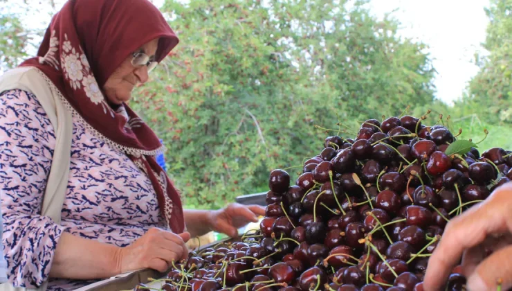 Kokteyl ve pasta yapımında kullanılıyor: Afyonkarahisar’dan dünyaya satılıyor