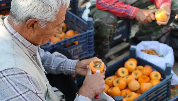 Açık hava fabrikası gibi köy: Üretmeyen yok, kilosu 500 TL