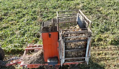 Son ürünler toplanmaya başladı: 10 ton verim bekleniyor