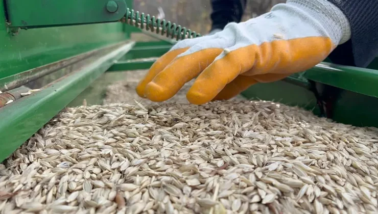 Halk arasında ”kabulca” adıyla biliniyor: Şifa deposu besin toprakla buluşturuldu