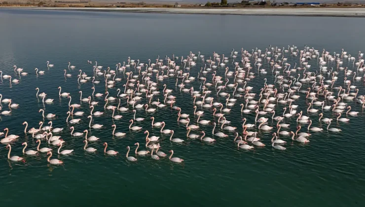 Flamingoların Van’daki misafirliği uzadı | NTV Haber