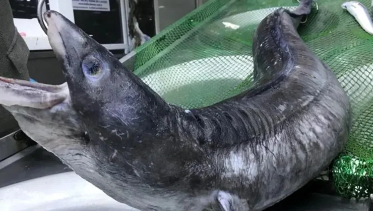 İskenderun’a özel lezzet: İnce ince dilimlenip tavada pişiriliyor