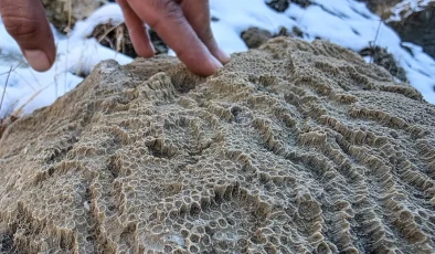 Bingöl’de 50 milyon yıllık deniz canlısı fosilleri bulundu