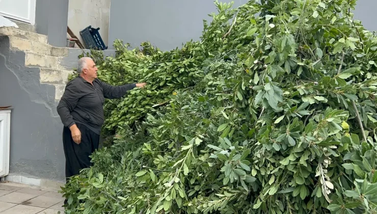 Yüzlerce ailenin geçim kaynağı: Sabun ve şampuan yapımında kullanılıyor