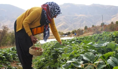 Hobisi işi oldu: Ev hanımıydı, şimdi ailesini geçindiriyor