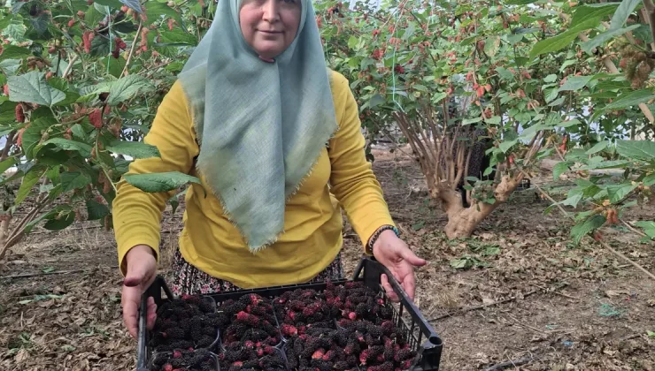 Tamamen doğal ve ilaçsız yöntemlerle yetişiyor. Çiftçiler talebe yetişmekte zorlanıyor