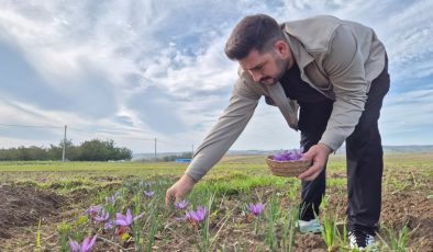 Bu baharatın kilosu 600 bin TL: Her gün sabah saatlerinde toplanıyor