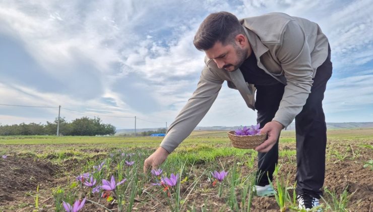 Bu baharatın kilosu 600 bin TL: Her gün sabah saatlerinde toplanıyor