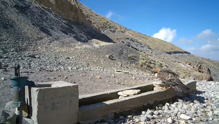 Aksaray’da yaban hayvanları kameraya yansıdı