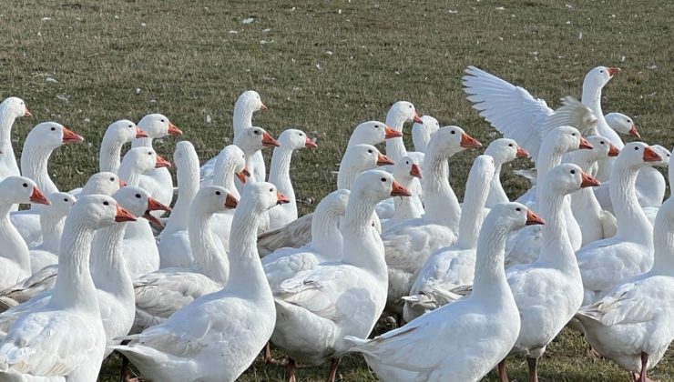 Kars sofralarının vazgeçilmezi: Fiyatı 5 bin liradan başlıyor