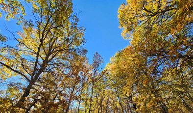 Bu ormana izinsiz girmenin cezası 557 bin TL