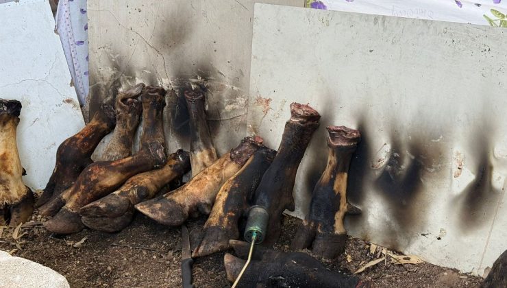 Mide bulandıran manzara