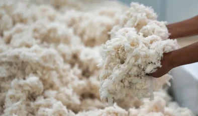 “Beyaz altın” hasadında sona gelindi, tarlada 25 liraya satılıyor