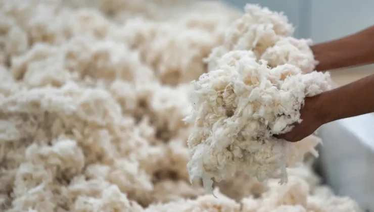 “Beyaz altın” hasadında sona gelindi, tarlada 25 liraya satılıyor