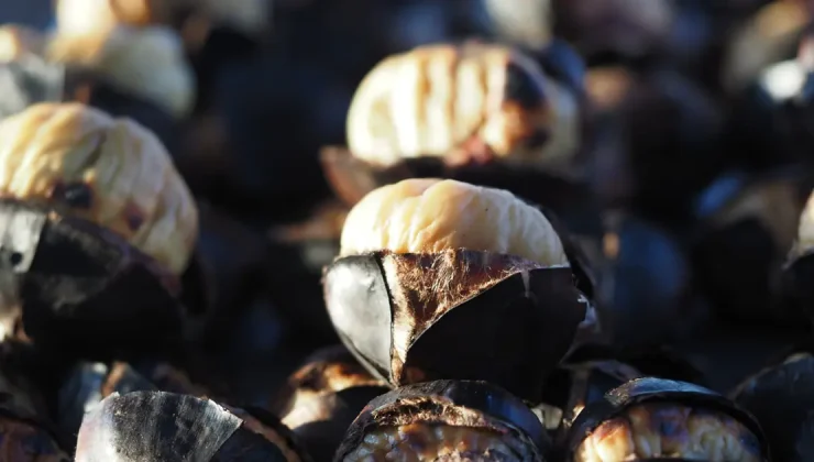 Denizli’de zorlu hasat: Dikenli yapısıyla dikkat çekiyor, toplayacak işçi bulamıyorlar