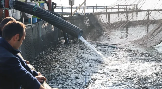 Denize kıyısı olmayan şehirde somon üretiyorlar: Rusya ve Çin’den de talep var