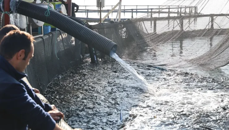 Denize kıyısı olmayan şehirde somon üretiyorlar: Rusya ve Çin’den de talep var
