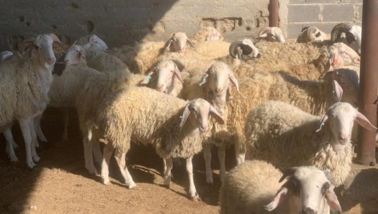 Devlet Üretme Çiftliği’nde kasaplık hayvan satışı