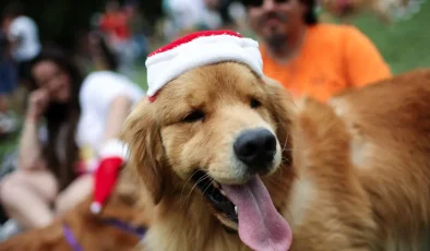 Yüzlerce Golden bir araya geldi dünya rekoru denendi