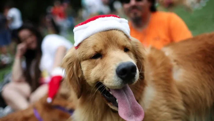 Yüzlerce Golden bir araya geldi dünya rekoru denendi