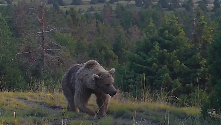 242 noktada görüntülendiler. Bozayılar yavrularına beslenmeyi öğrettiler