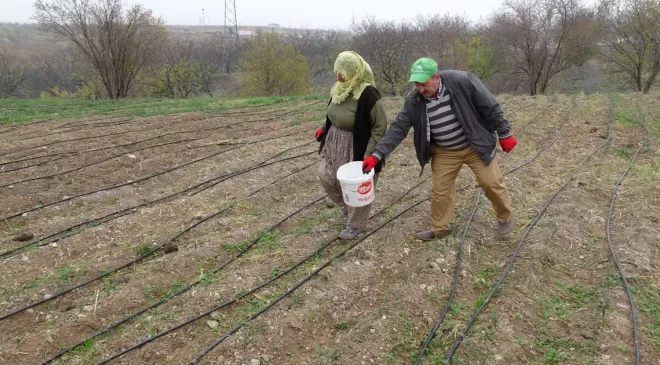Çay, yoğurt, bal ve zeytinyağıyla tüketiliyor; 3 dönümlük alana ekti, gramını 600 TL’den satıyor