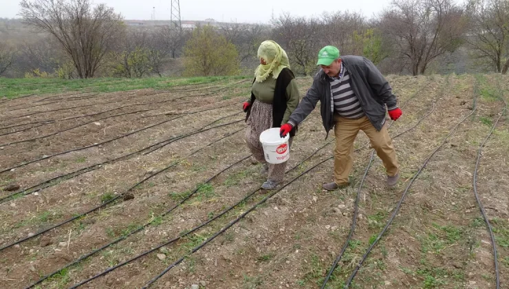 Çay, yoğurt, bal ve zeytinyağıyla tüketiliyor; 3 dönümlük alana ekti, gramını 600 TL’den satıyor