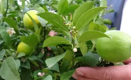 Şifa deposu besinin hasadı başladı, pazarda kilosu 20 liraya satılıyor