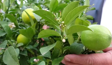 Şifa deposu besinin hasadı başladı, pazarda kilosu 20 liraya satılıyor