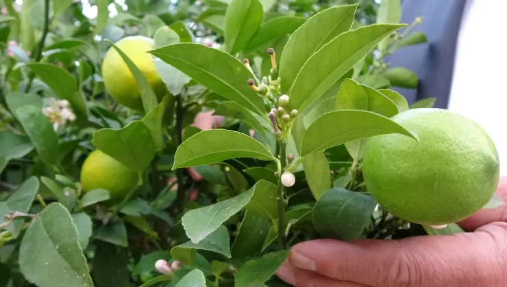 Şifa deposu besinin hasadı başladı, pazarda kilosu 20 liraya satılıyor