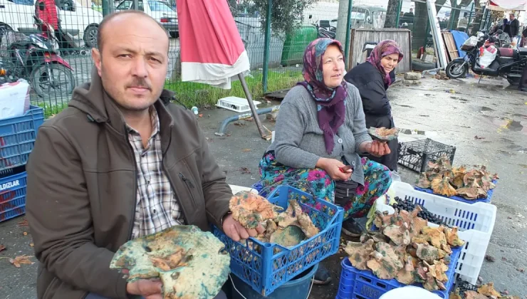 Yağmur yağınca dağlarda fışkırdı; Geçim kaynağı oldu, toplayıp pazara getiriyorlar