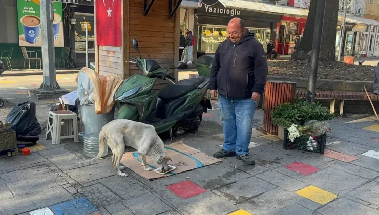 Engelli köpeğine 10 yıldır bebek gibi bakıyor. Ayakkabı boyacısı Hüseyin kazancının yarısını ona harcıyor
