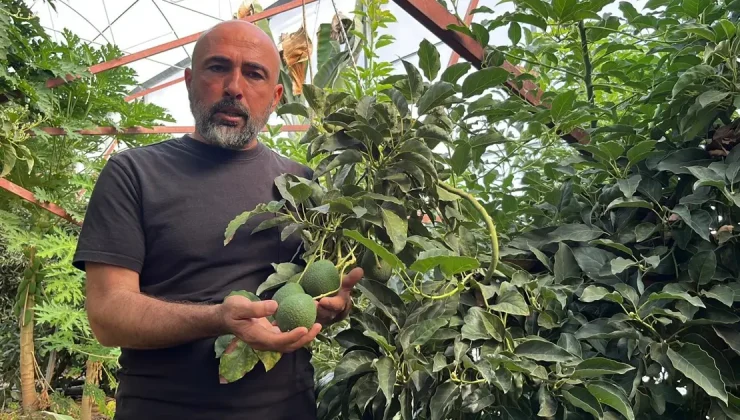 Kilosu 110 liraya satılıyor, yurt dışından yoğun talep var