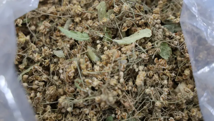 Kış soğuklarında bitki çaylarına ilgi yoğun. Hangi çaylar içilmeli?