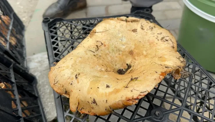 Yağmur yağınca 300 liradan 100 liraya düştü. Yol kenarlarında satarak para kazanıyorlar