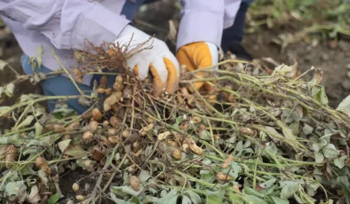 Tarlada 60, markette 150 lira. Kuraklık rekolteyi düşürdü