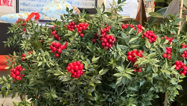 Yılın son ayında yok satıyor, fiyatı 400-500 TL. 10 yıldır piyasada, şans ve bolluk getirdiğine inanılıyor