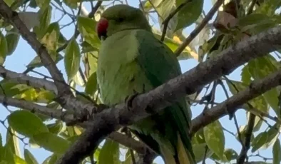 Pakistan papağanları Samsun adliyesine yerleşti