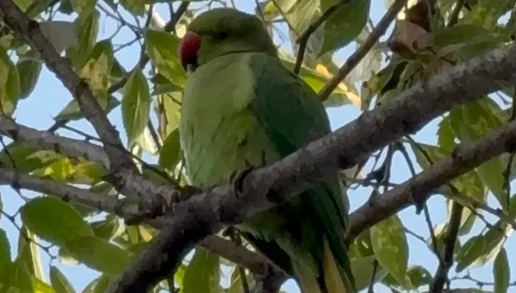 Pakistan papağanları Samsun adliyesine yerleşti