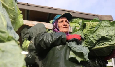 Sakarya’da kadınların zorlu mesaisi. Günlük yevmiyeleri bin 500 liradan başlıyor