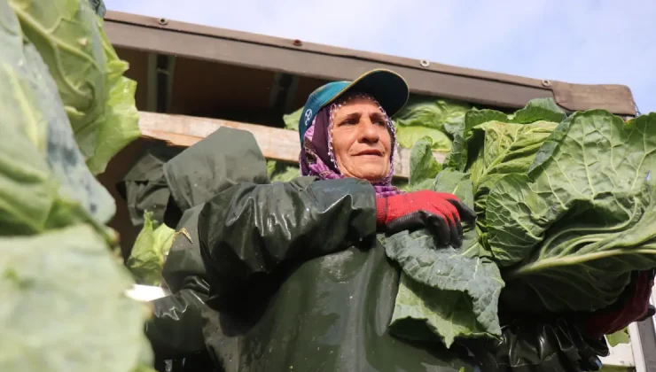 Sakarya’da kadınların zorlu mesaisi. Günlük yevmiyeleri bin 500 liradan başlıyor