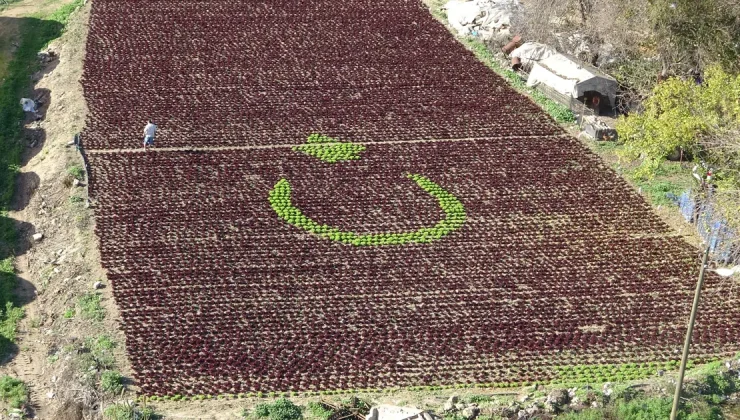 Çiftçinin azmi herkesi şaşırttı. 13 bin marulla Türk bayrağı yaptı