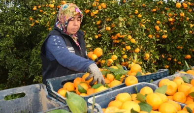 Fiyatı 2 liraya düştü, 320 ton mandalina bedava dağıtıldı