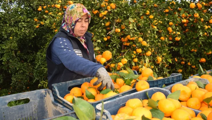 Fiyatı 2 liraya düştü, 320 ton mandalina bedava dağıtıldı