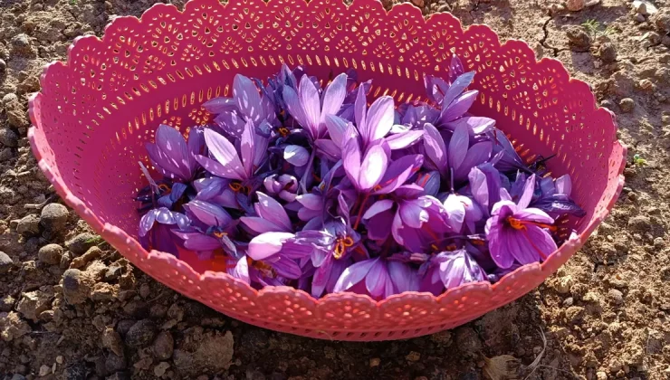 10 metrekarelik alanda dünyanın en pahalısını yetiştiriyor. Deneme amaçlı ekmişti, geçim kaynağı olacak