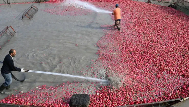 Çamurlarını temizlemek için saatlerce uğraşıyorlar. Şifa deposu besinde zahmetli hasat
