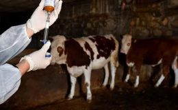 İskele bölgesinde Şap Hastalığı alarmı