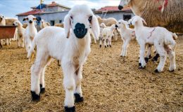 Kayıtlı küçükbaş hayvan bilgileri 31 Aralık’a kadar güncellenmeli